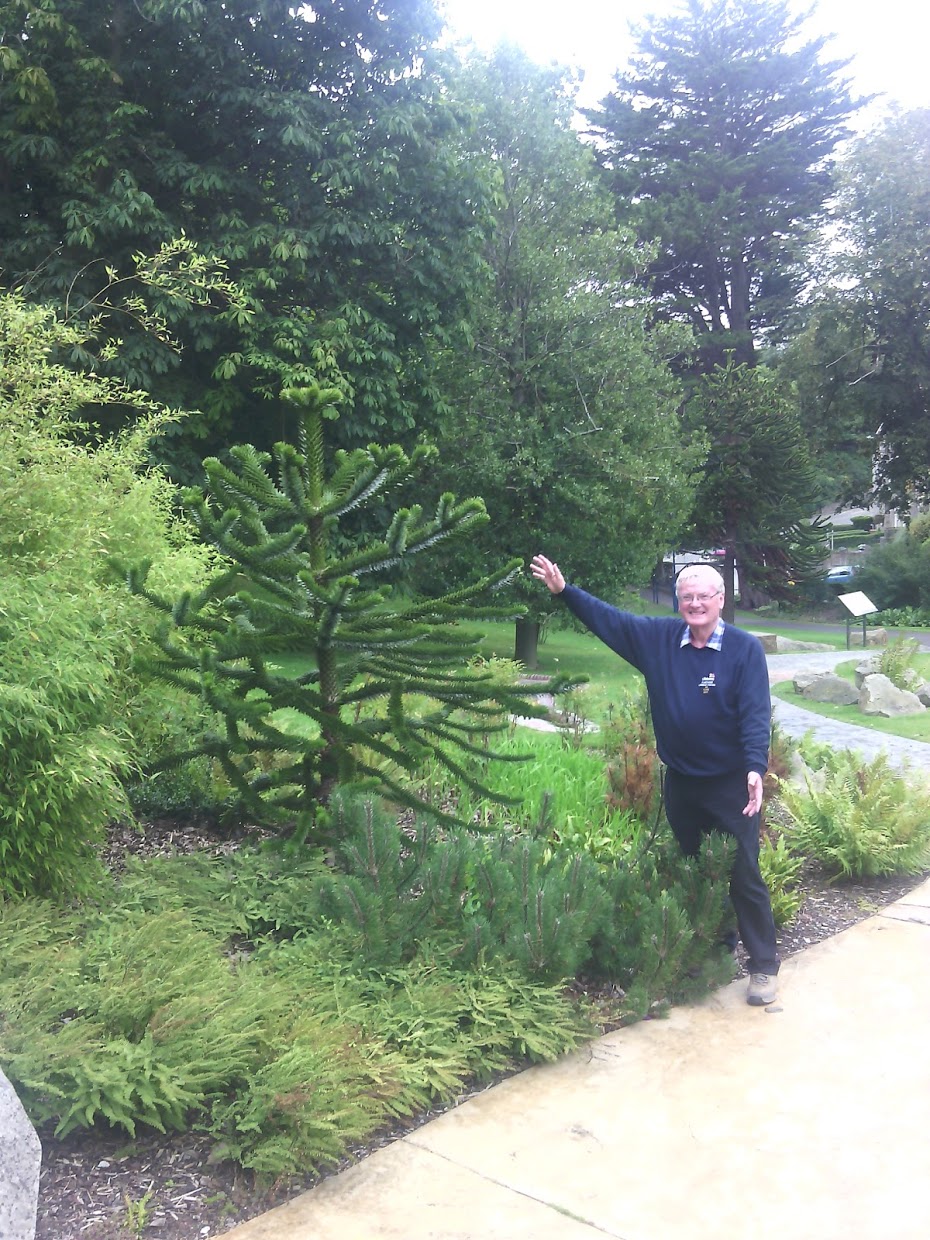 The monkey puzzle tree