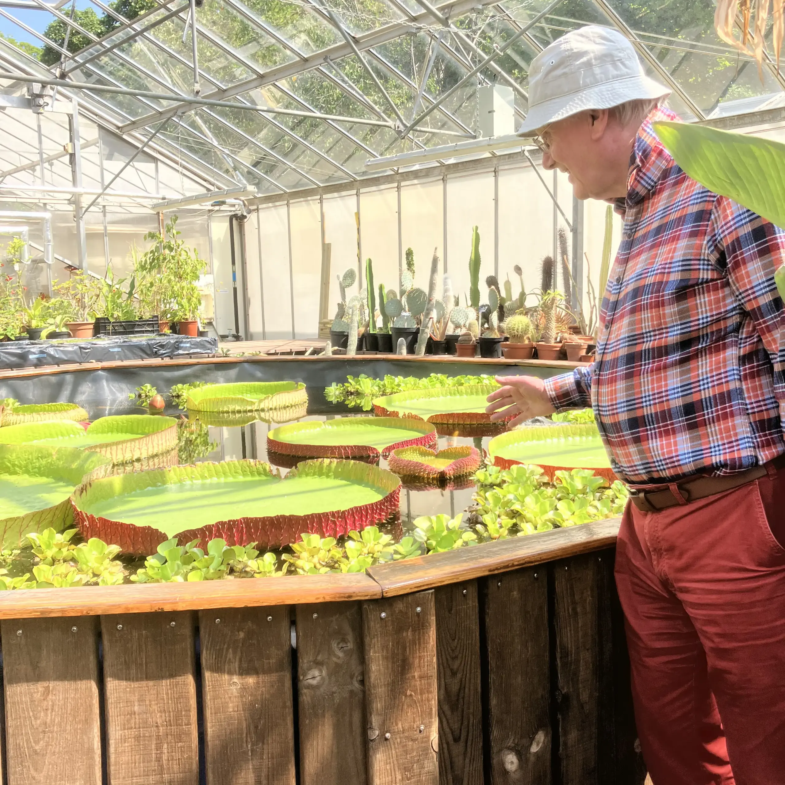 a greenhouse may have pools of tropical water plants