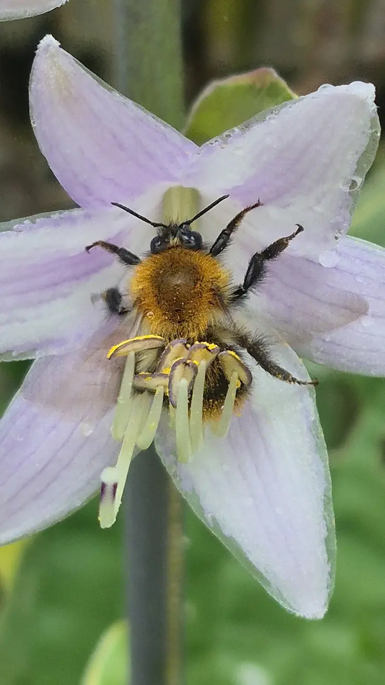 Bee on a flower Bee on a flower