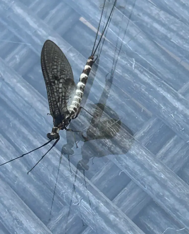 MayFly