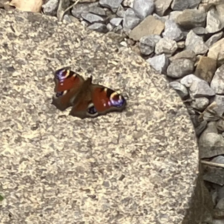 Peacock Butterfly