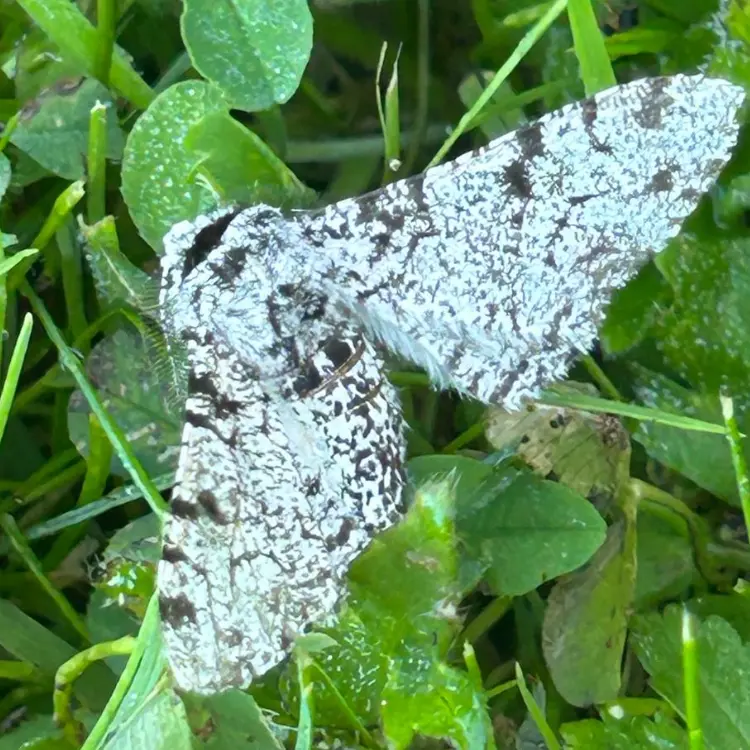 Peppered moth