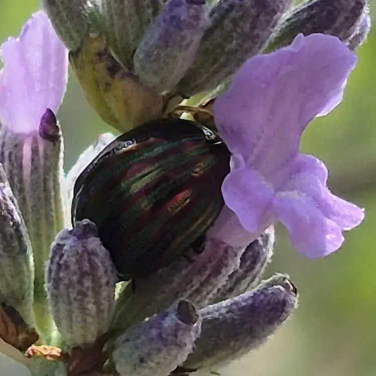 Rosemary beetle on lavender