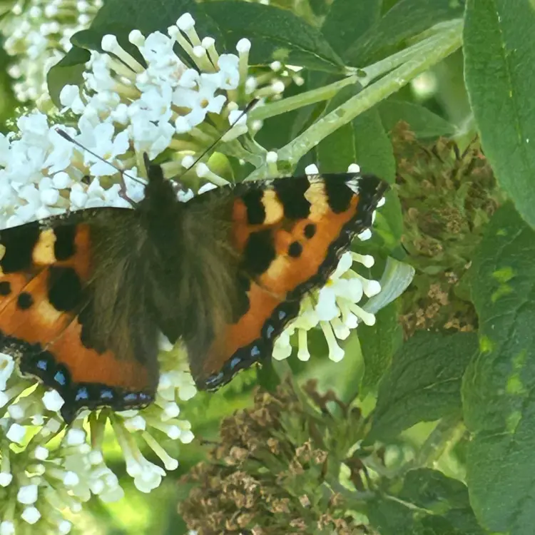 Small Tortoiseshell Butterfly