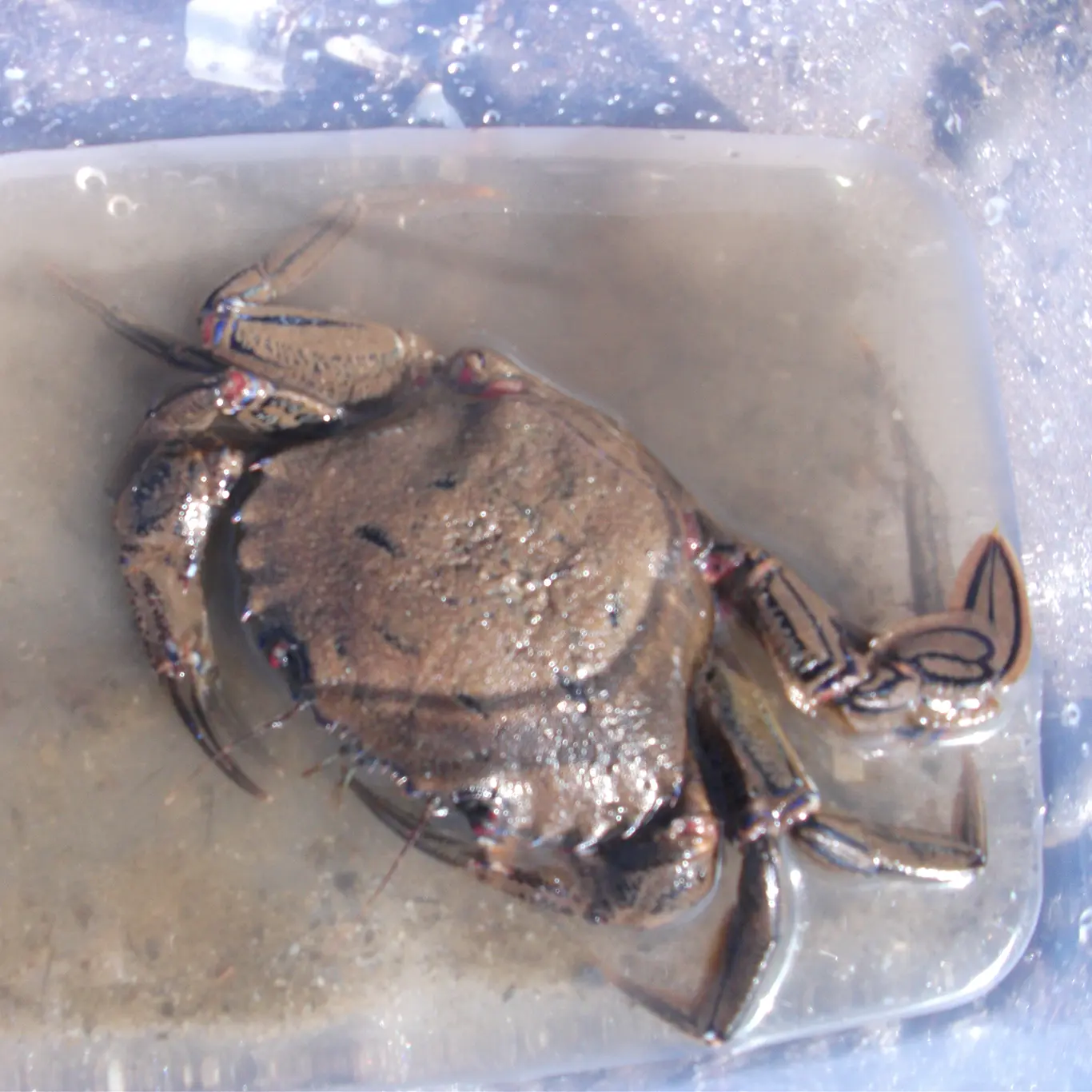 Rock pooling with children - Crab