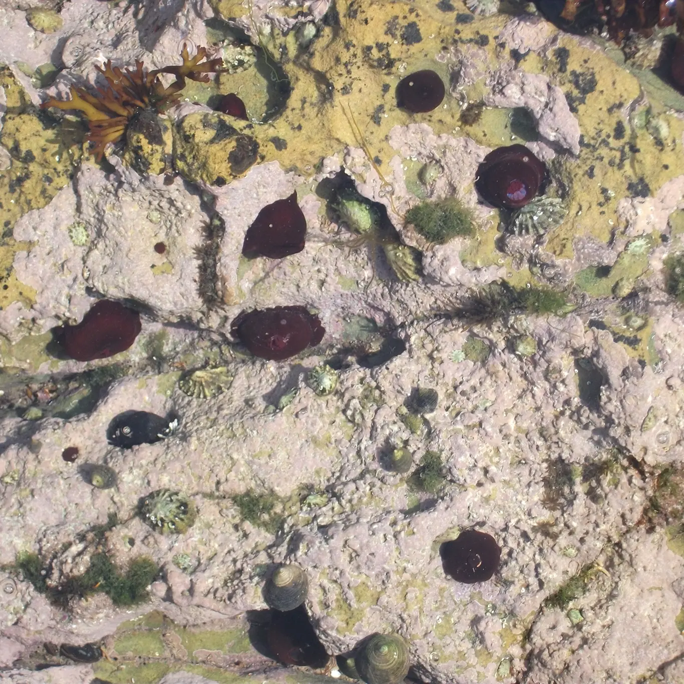 Rock pooling with children - Limpets
