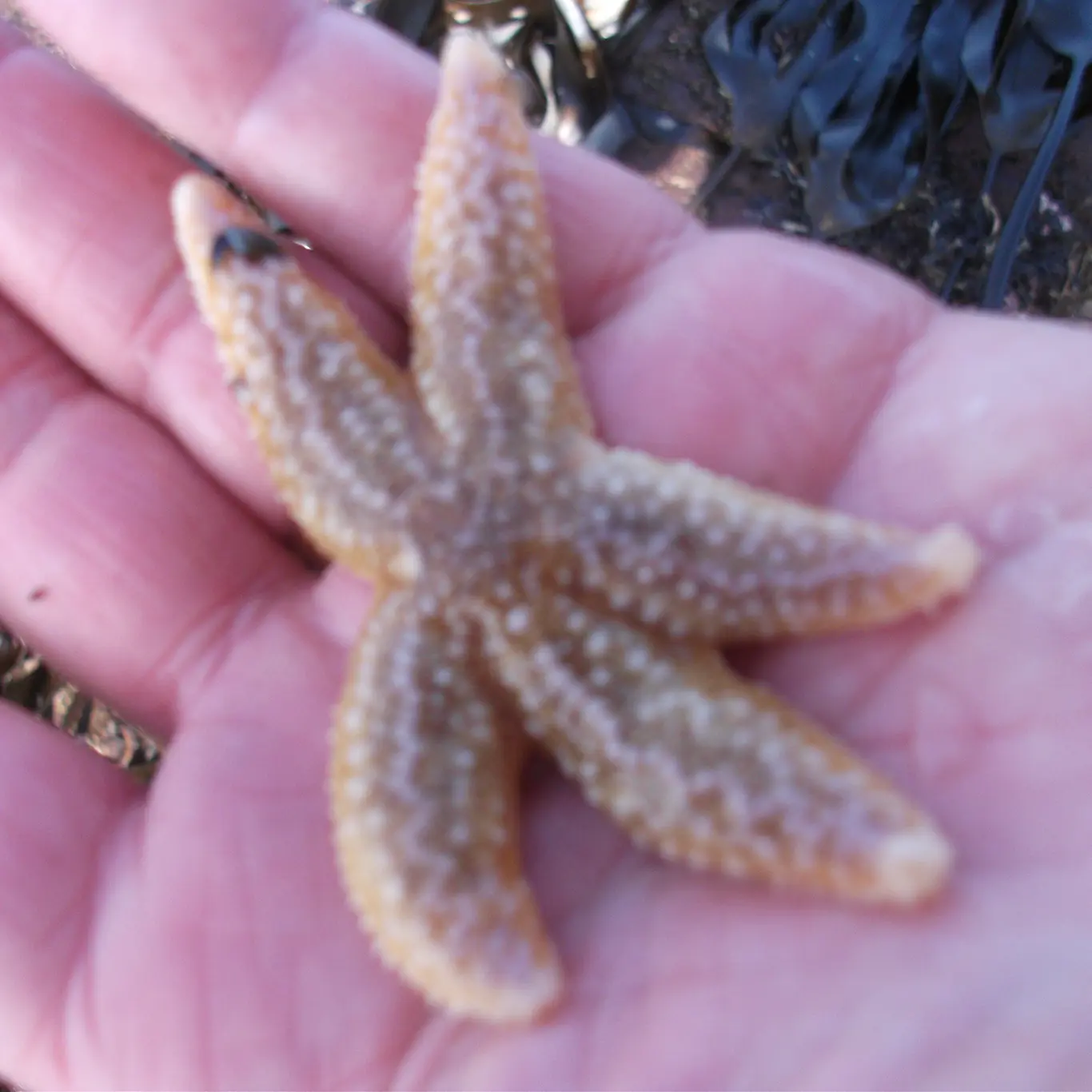 Rock pooling with children - Starfish