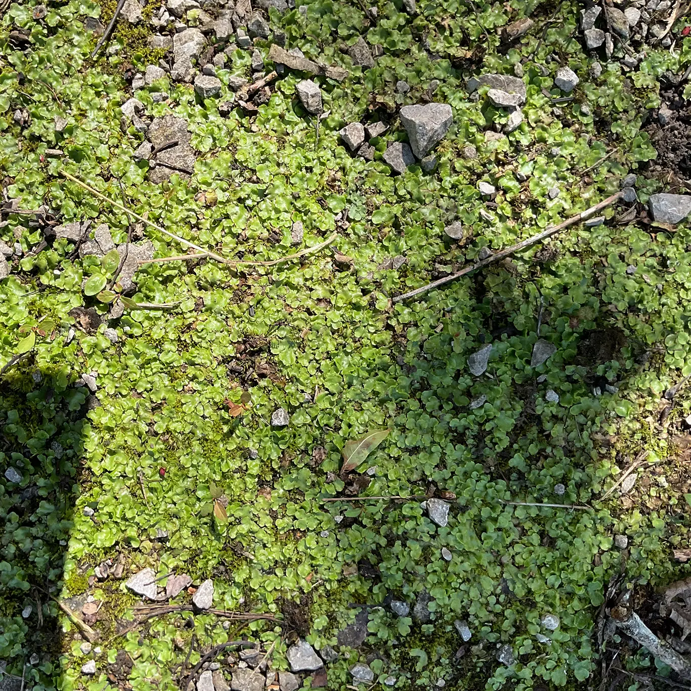 From Mini Beasts to Mini Plants: A Nature Discovery Journey