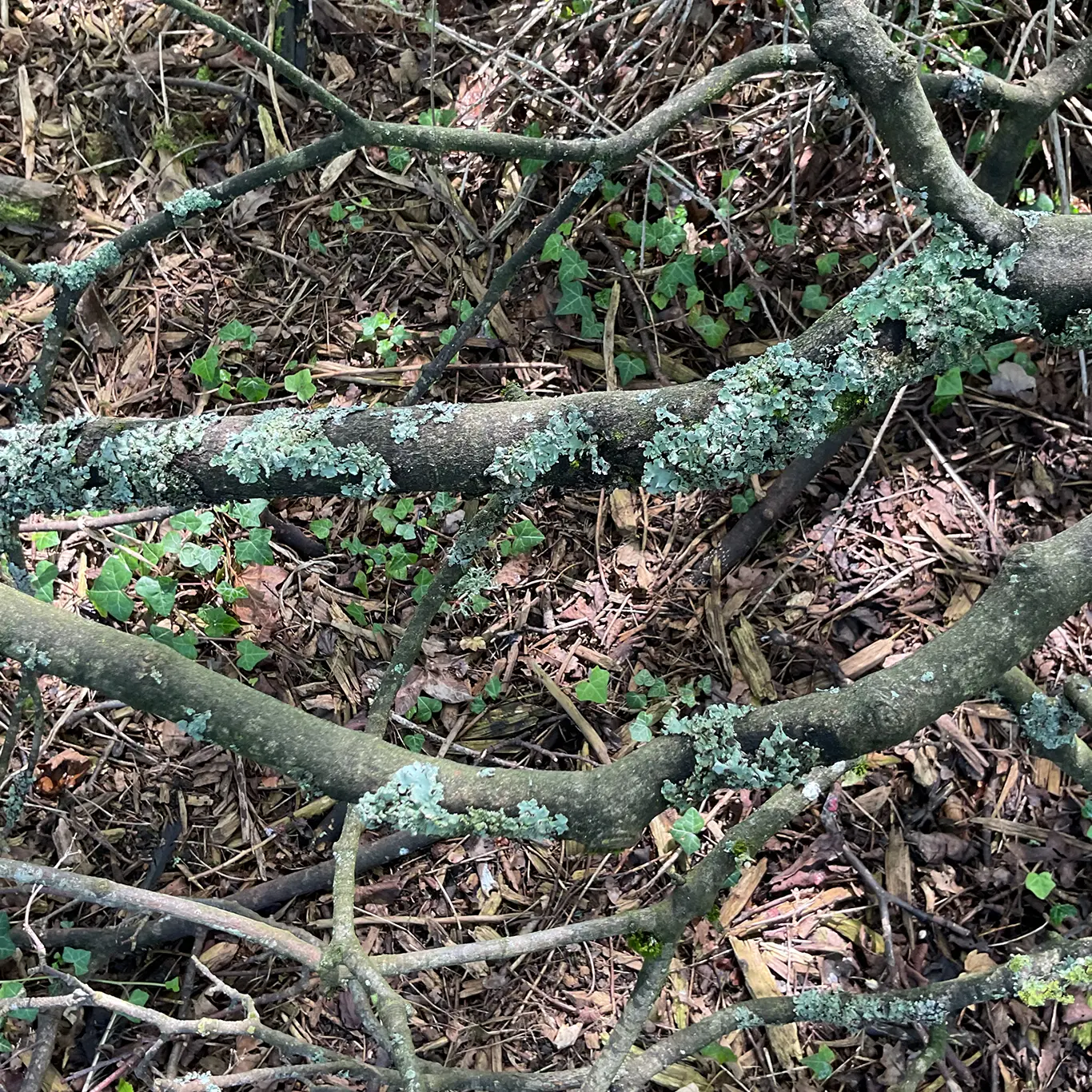 From Mini Beasts to Mini Plants: A Nature Discovery Journey