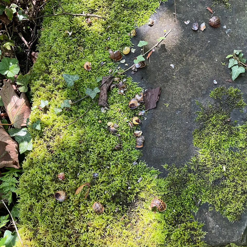 Flat rock surface covered with numerous empty snail shells showing evidence of thrush feeding behavior