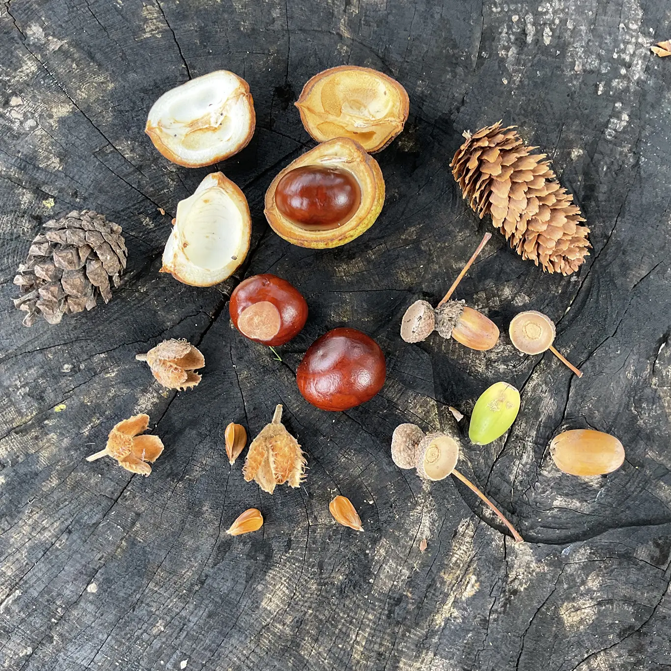 Autumn Nature Table Ideas: From Nature Walk to Learning Autumn Nature Table Ideas: From Nature Walk to Learning