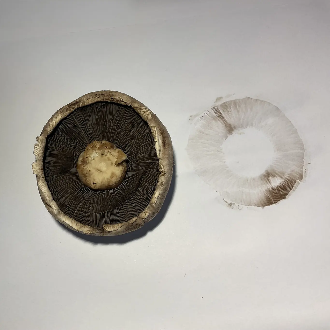 Mushroom spore print showing black gill pattern