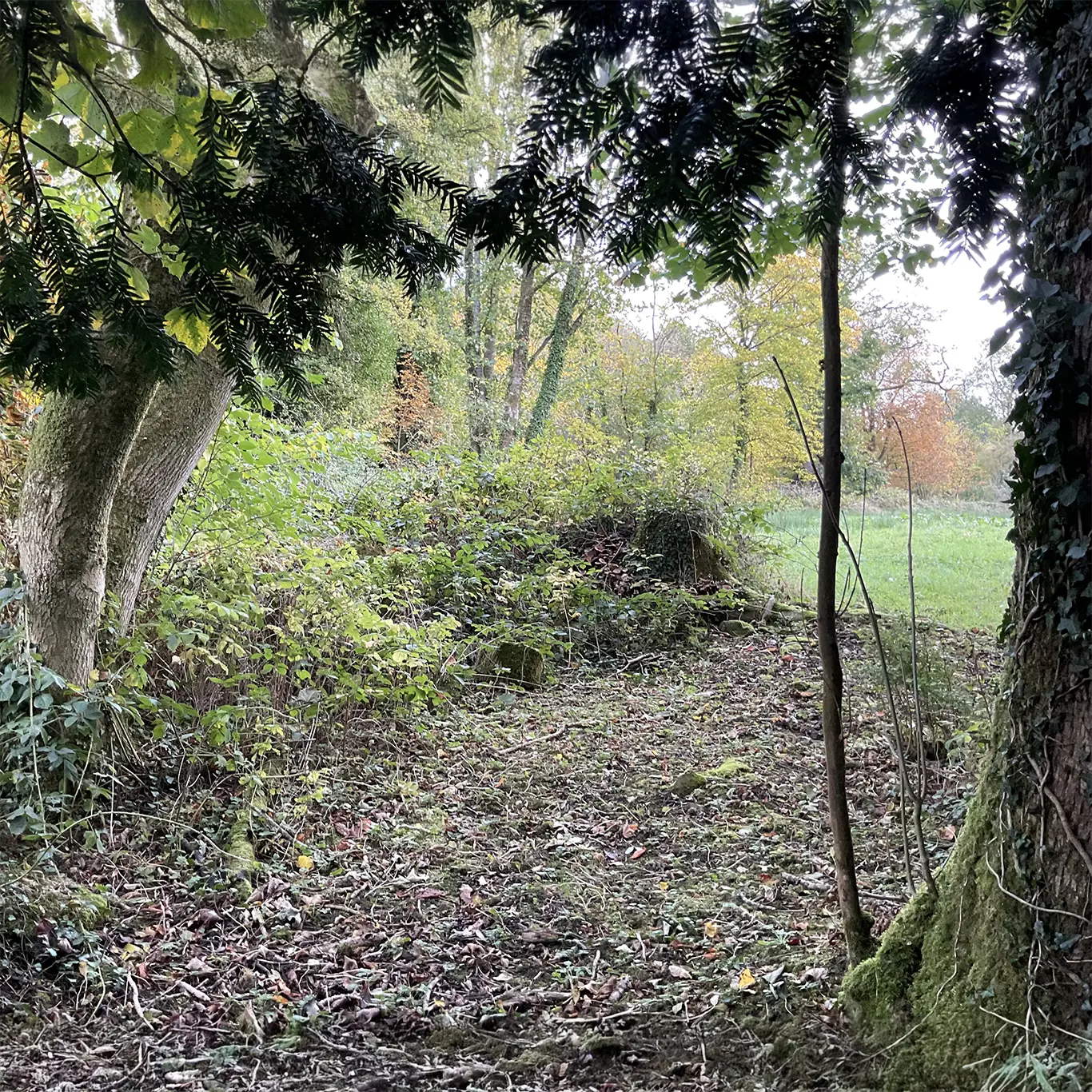 An Autumn Walk Around the Patch on the Planet