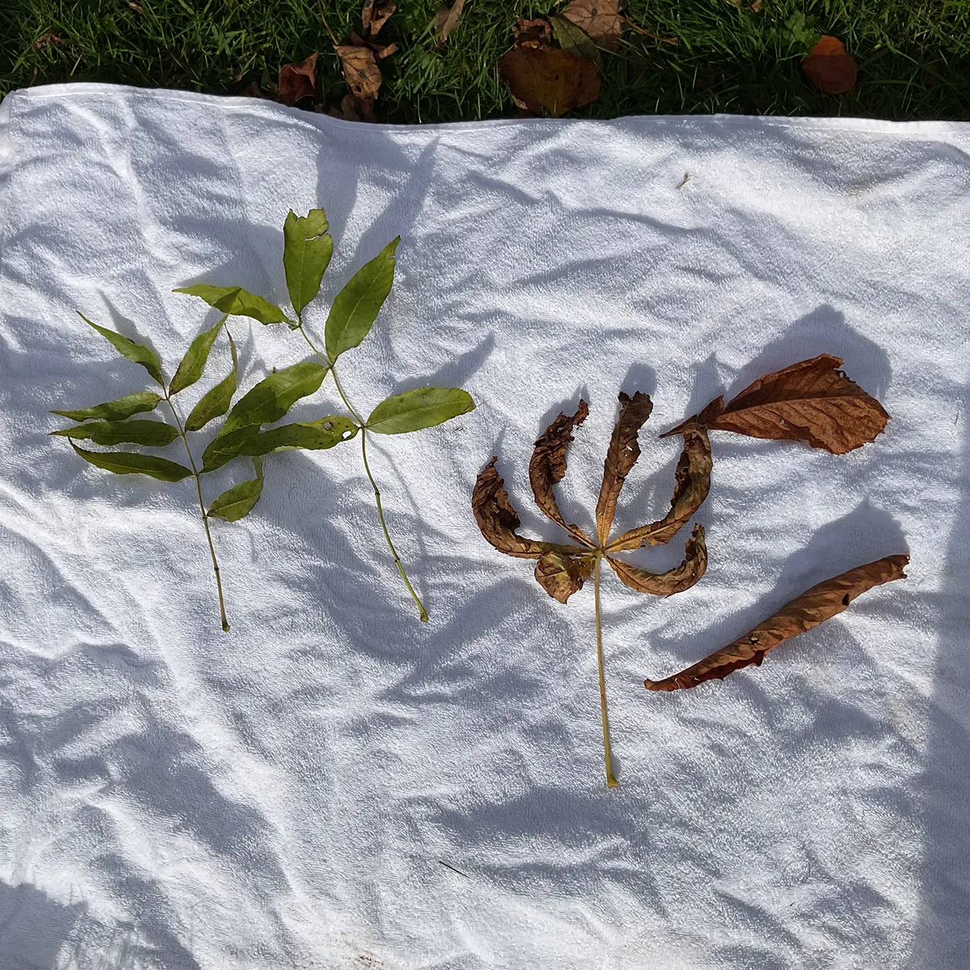 Autumn Leaf Identification Activities for Children
