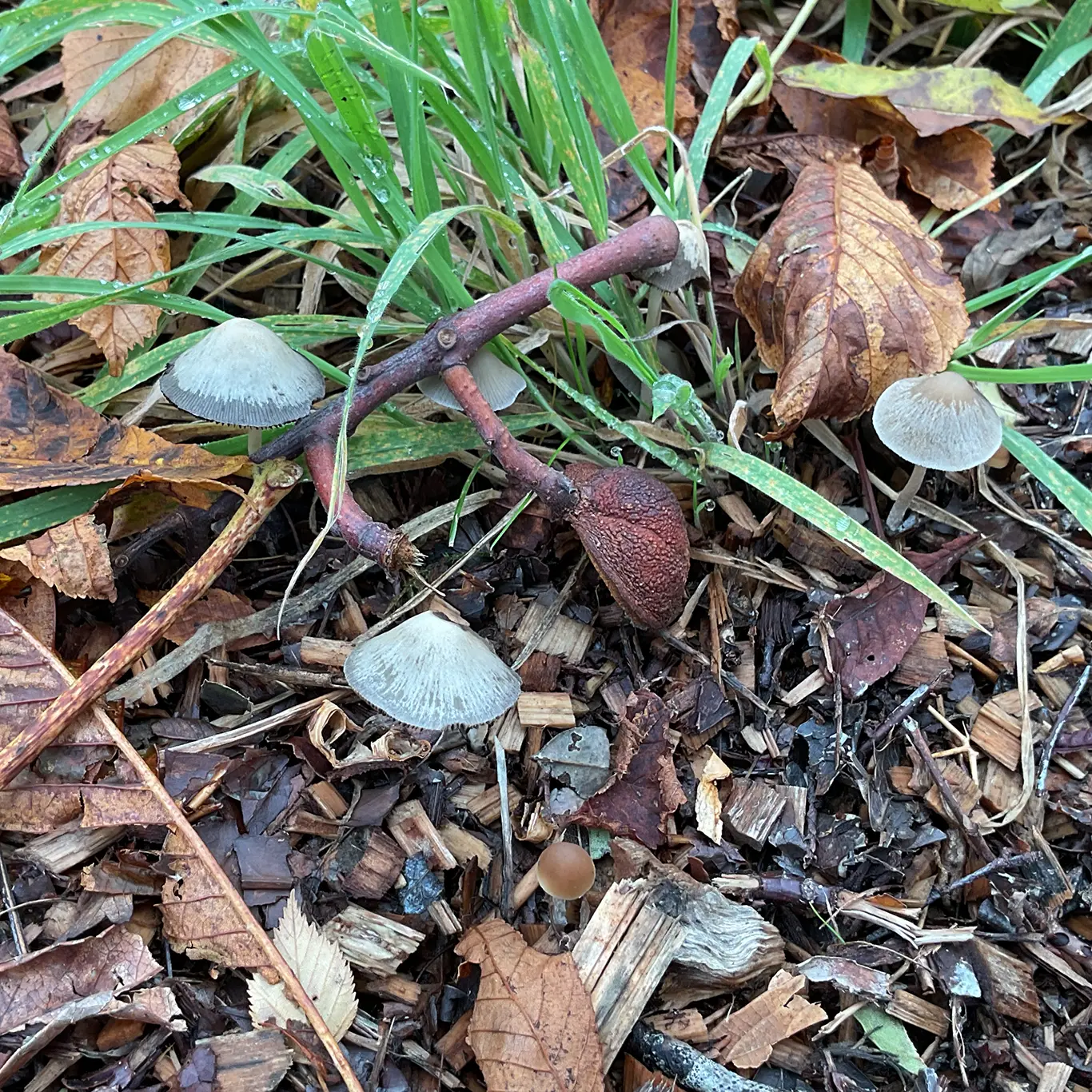 Winter Plants on the Patch – A Journey Back in Time