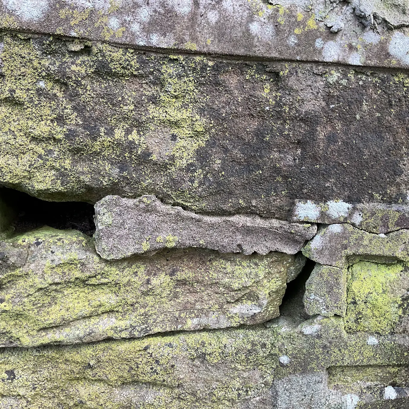 Winter Plants on the Patch – A Journey Back in Time