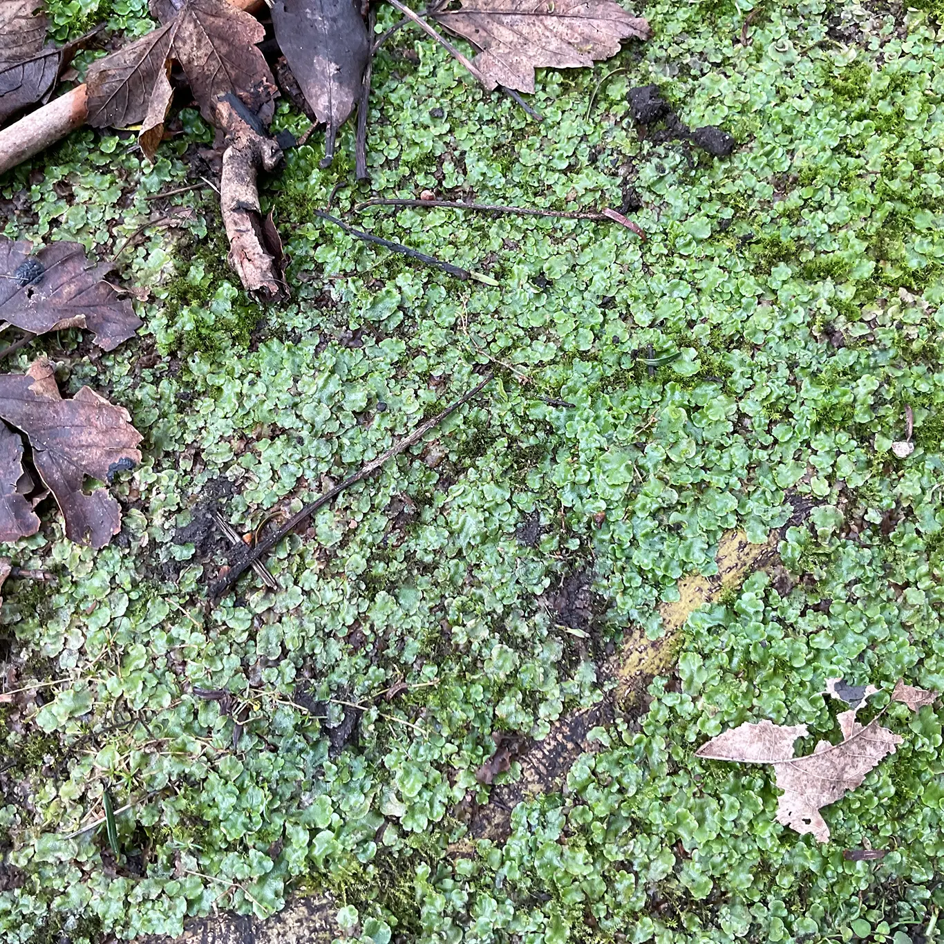 Winter Plants on the Patch – A Journey Back in Time