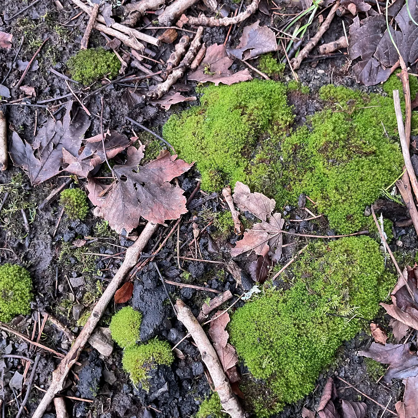 Winter Plants on the Patch – A Journey Back in Time