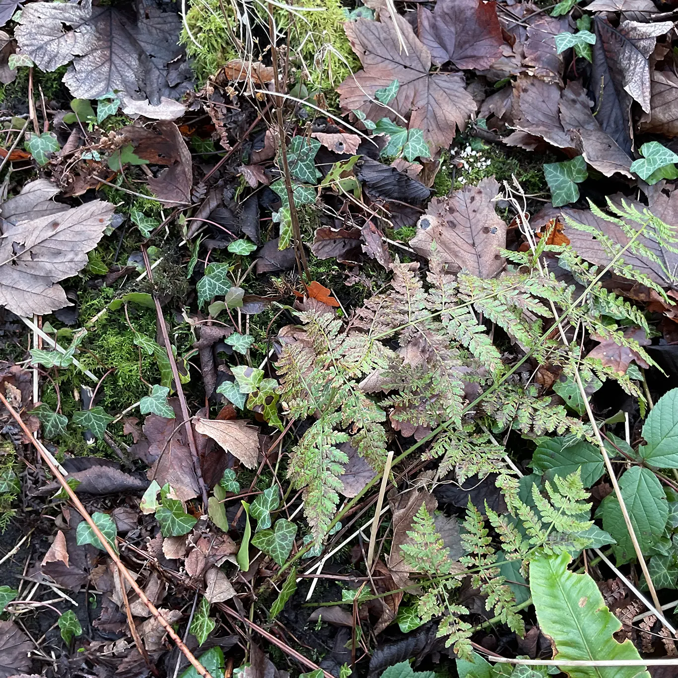 Winter Plants on the Patch – A Journey Back in Time