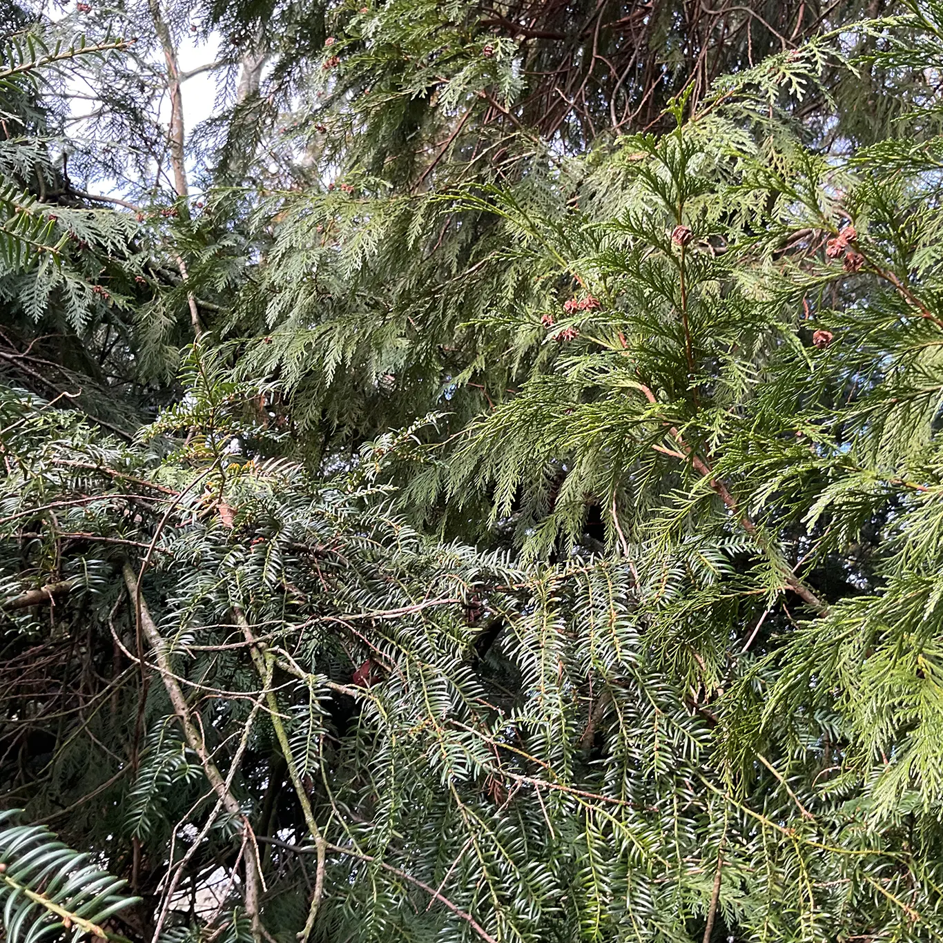 Winter Plants on the Patch – A Journey Back in Time