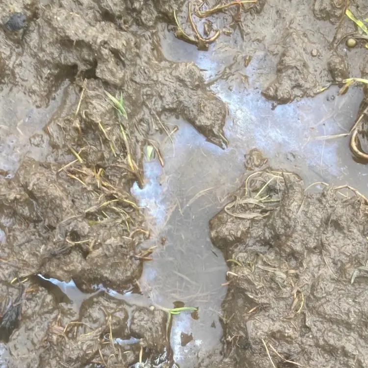 Winter Plants on the Patch – A Journey Back in Time