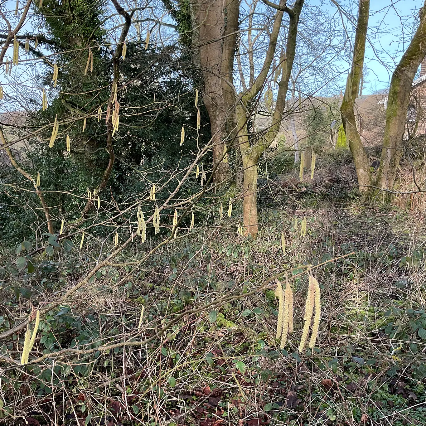 Early spring wildlife on the patch