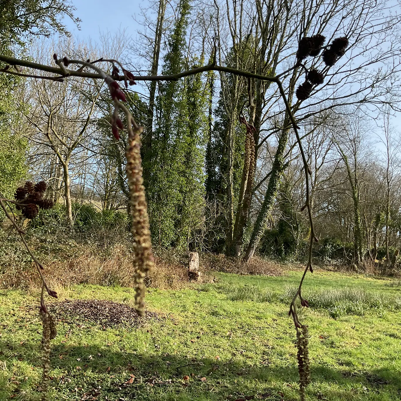 Early spring wildlife on the patch