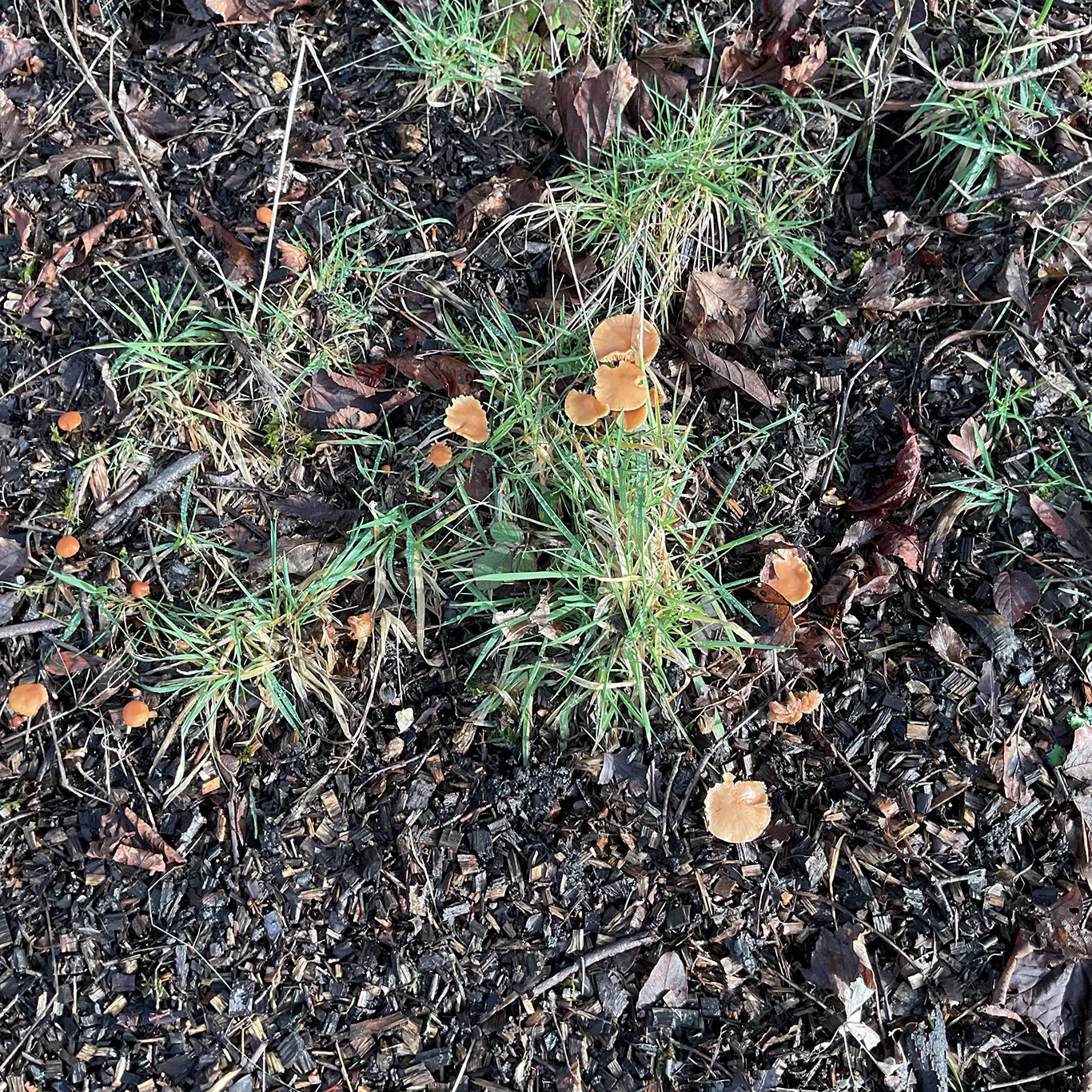 Early spring wildlife on the patch