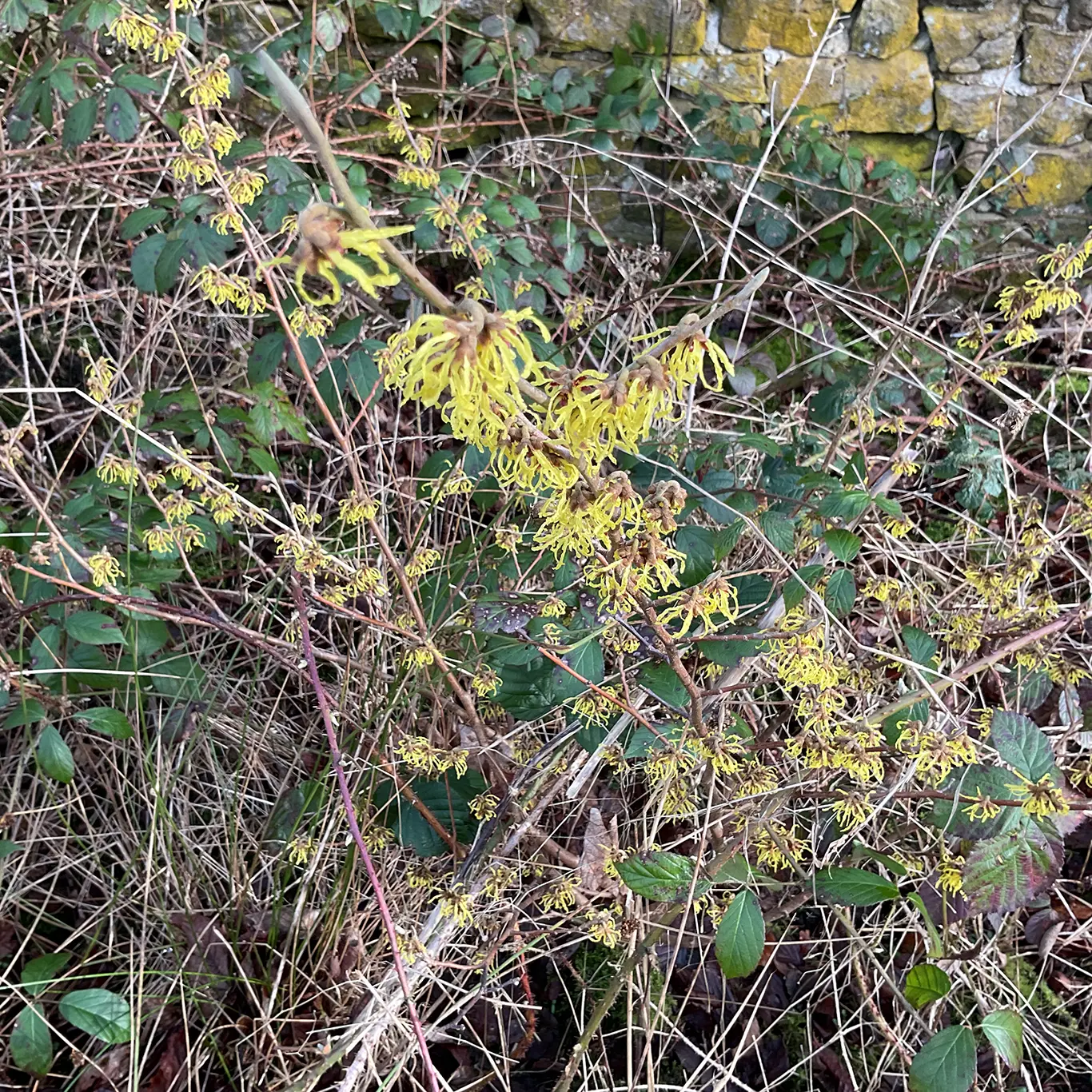 Early spring wildlife on the patch