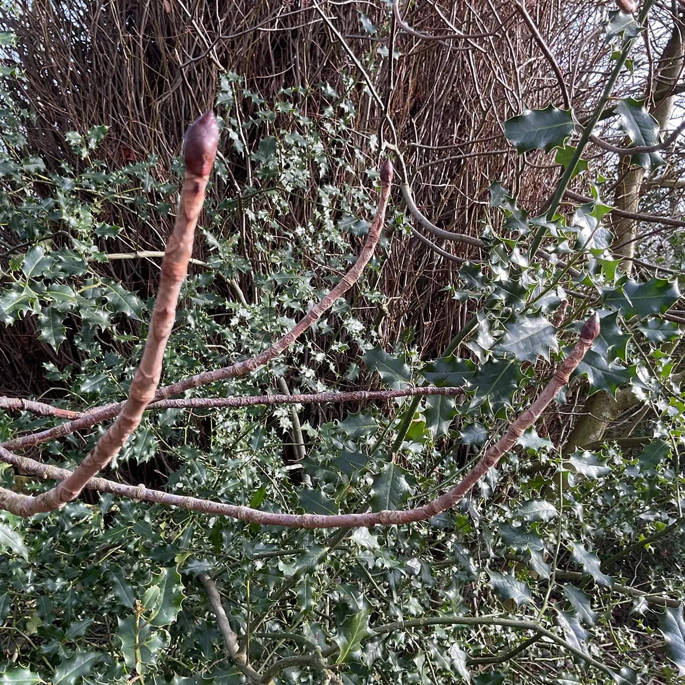 Early spring wildlife on the patch