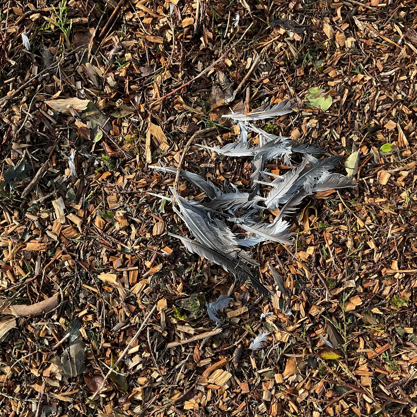 Early spring wildlife on the patch